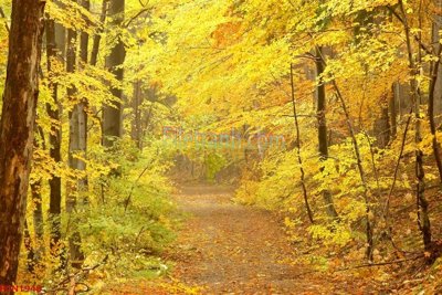 Ảnh gốc File tranh phong cảnh thiên nhiên PCN1948 (độ nét cao) in tráng gương