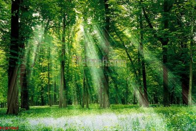 Download file gốc File tranh phong cảnh thiên nhiên PCN1965 (in lụa) cao cấp