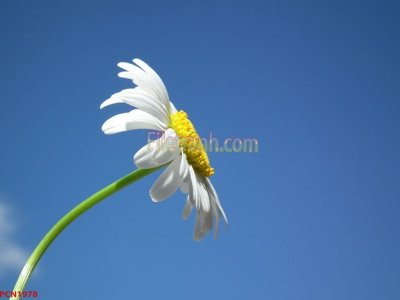 Download file File tranh phong cảnh thiên nhiên PCN1978 (gốc) in mica đèn LED