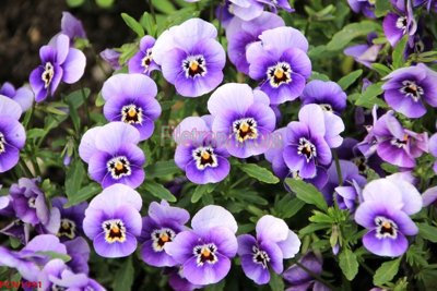 Tải file File tranh phong cảnh thiên nhiên PCN1991 (gốc) in trên mọi chất liệu