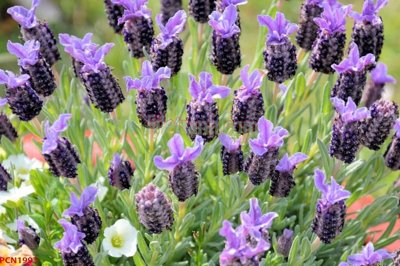 File tranh File tranh phong cảnh thiên nhiên PCN1993 (ảnh gốc) in trần xuyên sáng