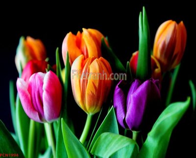 Tải file gốc File tranh phong cảnh thiên nhiên PCN1994 (để in lụa)