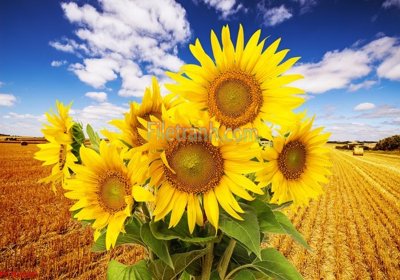 Tải file gốc in lụa File tranh phong cảnh thiên nhiên PCN2026 siêu nét