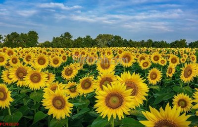 File tranh in trần 3D File tranh phong cảnh thiên nhiên PCN2029 (ảnh gốc)