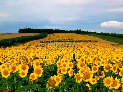 File tranh PSD File tranh phong cảnh thiên nhiên PCN2040 chất lượng cao