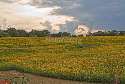 File tranh File tranh phong cảnh thiên nhiên PCN2041 (ảnh gốc) cho in ấn kỹ thuật số