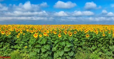 File tranh File tranh phong cảnh thiên nhiên PCN2042 (bản gốc) treo phòng ăn