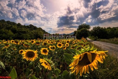 File tranh File tranh phong cảnh thiên nhiên PCN2044 (bản gốc) in lụa dán tường