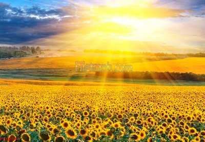 File in trần File tranh phong cảnh thiên nhiên PCN2047 (bản gốc) đại dương