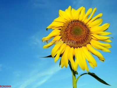 File in ấn File tranh phong cảnh thiên nhiên PCN2049 (bản gốc) từ file gốc