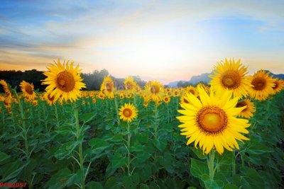 File gốc in mica File tranh phong cảnh thiên nhiên PCN2057 chất lượng