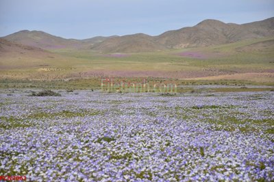 File tranh gốc File tranh phong cảnh thiên nhiên PCN2061 (bản quyền) Filetranh.com