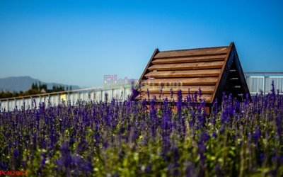 Download file gốc File tranh phong cảnh thiên nhiên PCN2067 (dùng cho in ấn)