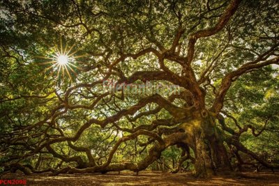 Download file gốc File tranh phong cảnh thiên nhiên PCN2098 (in mica) trang trí