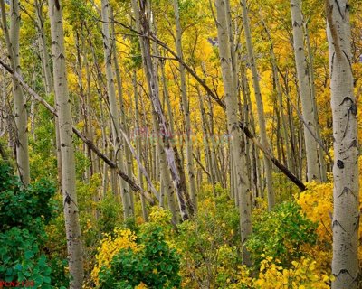 Download file gốc File tranh phong cảnh thiên nhiên PCN2120 (in lụa) nghệ thuật