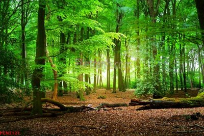 File in trần File tranh phong cảnh thiên nhiên PCN2121 (file gốc) hoa văn 3D