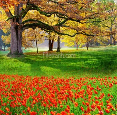 Ảnh gốc File tranh phong cảnh thiên nhiên PCN2162 (độ nét cao) in mica