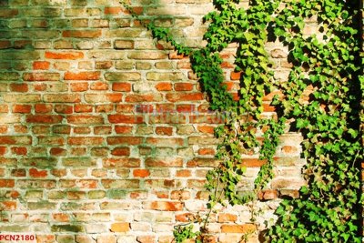 File tranh File tranh phong cảnh thiên nhiên PCN2180 (bản gốc) treo phòng ăn