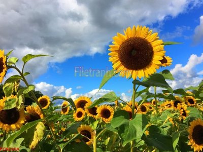 Tải về hình ảnh gốc File tranh phong cảnh thiên nhiên PCN2204 sắc nét