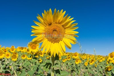 File gốc File tranh phong cảnh thiên nhiên PCN2205 (phong cách) châu Âu