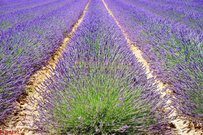 Download file tranh PSD File tranh phong cảnh thiên nhiên PCN2297 để chỉnh sửa