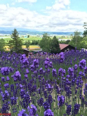 File tranh in trần 3D File tranh phong cảnh thiên nhiên PCN2298 (ảnh gốc)