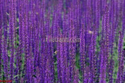 File in trần File tranh phong cảnh thiên nhiên PCN2299 (bản gốc) bầu trời