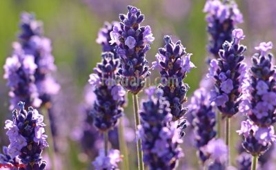 Tải file File tranh phong cảnh thiên nhiên PCN2300 (gốc) chủ đề tôn giáo