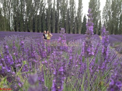 File ảnh File tranh phong cảnh thiên nhiên PCN2301 (gốc) in poster