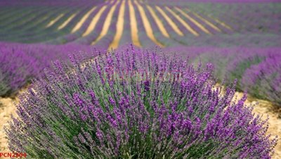 File gốc File tranh phong cảnh thiên nhiên PCN2304 (cho in ấn) từ kho Filetranh