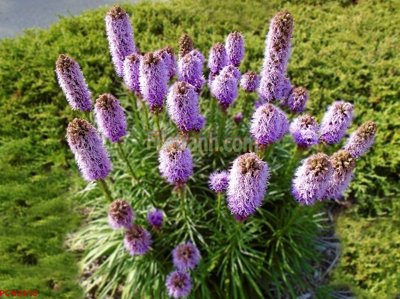 File in ấn File tranh phong cảnh thiên nhiên PCN2310 (bản gốc) chất lượng cao