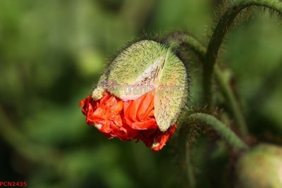 Tải xuống file tranh gốc File tranh phong cảnh thiên nhiên PCN2435 (PSD/TIFF)