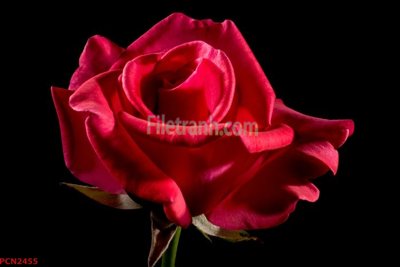 Tải về file tranh gốc File tranh phong cảnh thiên nhiên PCN2455 (để in quảng cáo)