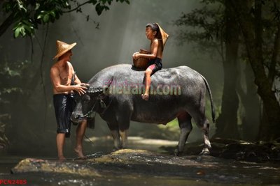 File ảnh File tranh phong cảnh thiên nhiên PCN2485 (gốc) dùng in Pano