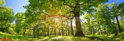 File gốc File tranh phong cảnh thiên nhiên PCN2492 (in lụa) hoa văn cổ điển