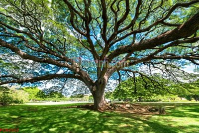 Tải file File tranh phong cảnh thiên nhiên PCN2517 (gốc) in nhanh