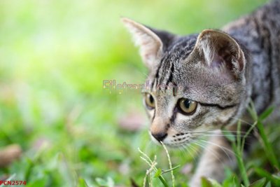 Mua file ảnh gốc File tranh phong cảnh thiên nhiên PCN2574 (chất lượng cao)