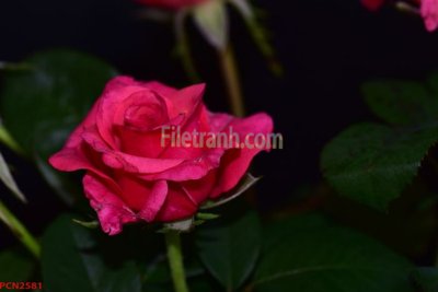 Download file gốc File tranh phong cảnh thiên nhiên PCN2581 (in lụa) tranh 3D