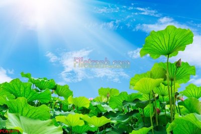 File ảnh File tranh phong cảnh thiên nhiên PCN2679 (gốc) dùng in Pano