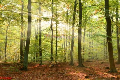 Download file tranh File tranh phong cảnh thiên nhiên PCN2689 (file gốc PSD)