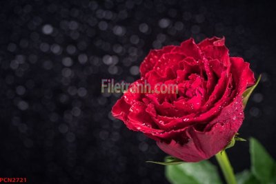 Tệp tin gốc File tranh phong cảnh thiên nhiên PCN2721 (dùng cho in) File tranh phong cảnh thiên nhiên PCN2721