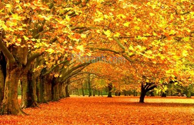 File tranh File tranh phong cảnh thiên nhiên PCN2737 (bản gốc) in lụa 5D