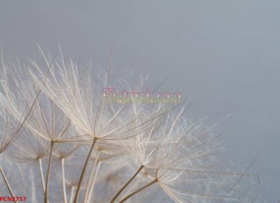 Download file File tranh phong cảnh thiên nhiên PCN2757 (gốc) in mica đèn LED