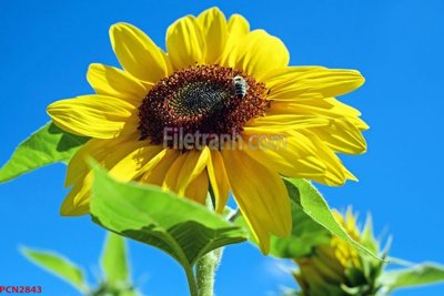 Tải file tranh gốc File tranh phong cảnh thiên nhiên PCN2843 chất lượng cao