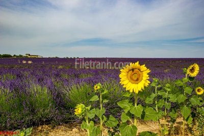 File tranh in trần File tranh phong cảnh thiên nhiên PCN2847 (ảnh gốc siêu nét)