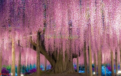 File in trần File tranh phong cảnh thiên nhiên PCN3283 (file gốc) xuyên sáng