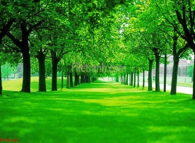 File gốc File tranh phong cảnh thiên nhiên PCN381 (in lụa) hoa văn cổ điển