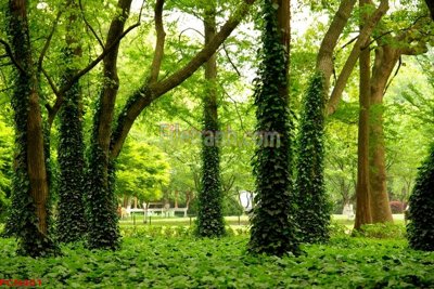 Tải file File tranh phong cảnh thiên nhiên PCN401 (gốc) in ấn ngay lập tức