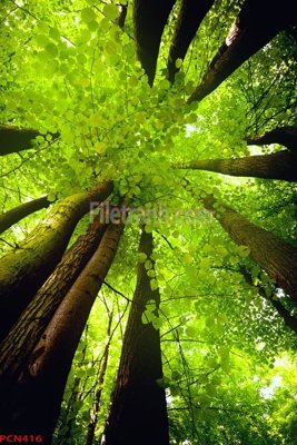 Tải file gốc File tranh phong cảnh thiên nhiên PCN416 (bản PSD) chỉnh sửa được