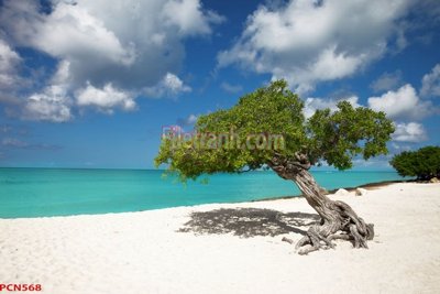 Tải file gốc File tranh phong cảnh thiên nhiên PCN568 (in khổ lớn) quảng cáo